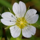 Cerastium dichotomum. Цветок. Ростовская обл., Неклиновский р-н, Фёдоровское с/п, в балке Каменоватой, на лугу. 12.05.2019.