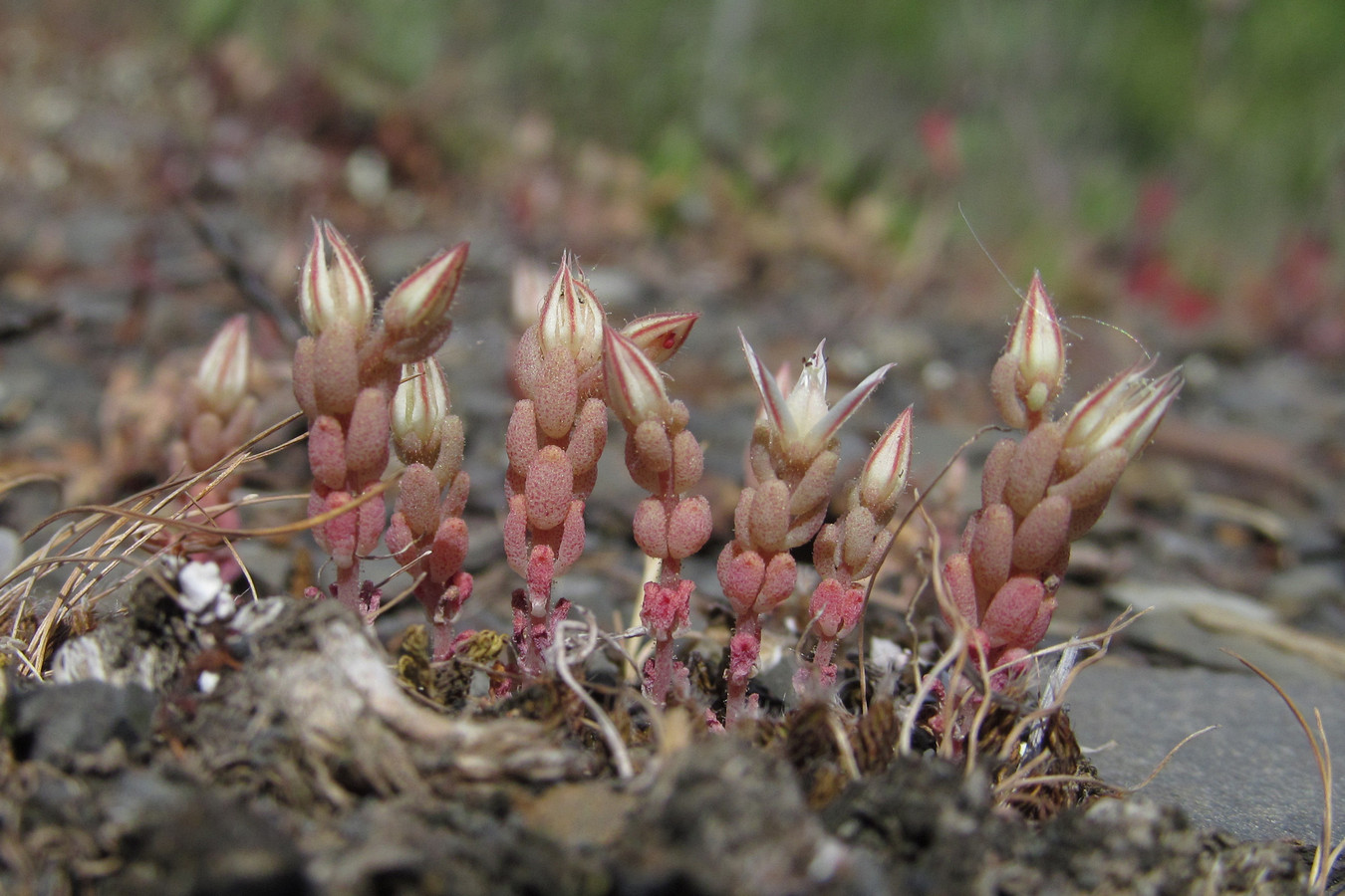 Image of Sedum rubens specimen.