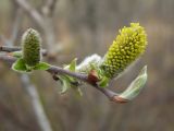 Salix abscondita. Верхушка побега с распускающимися мужскими соцветиями и листьями. Магаданская обл., окр. г. Магадан, нижнее течение р. Магаданка, долинный ивняк. 07.06.2018.