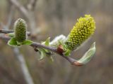 Salix abscondita