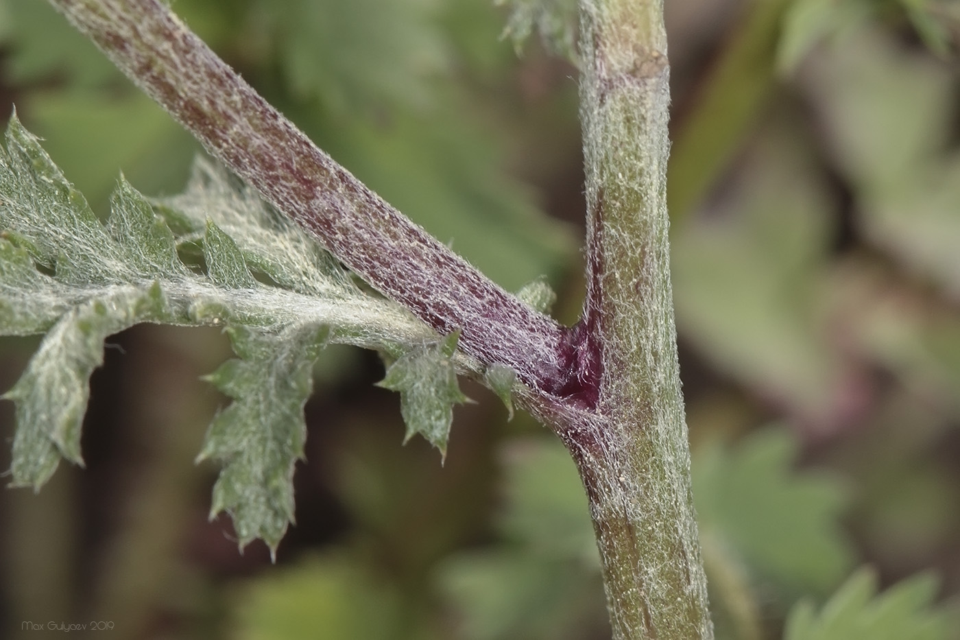 Image of Anthemis tinctoria specimen.