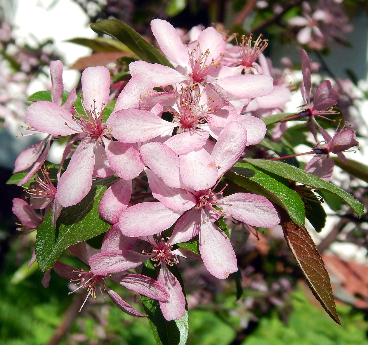 Image of genus Malus specimen.