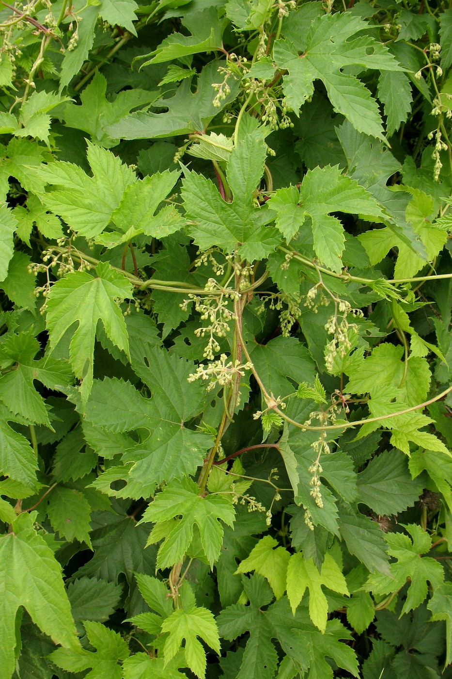 Изображение особи Humulus lupulus.