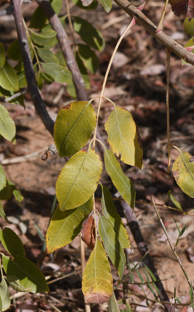 Image of Sclerocarya birrea specimen.
