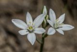 Ornithogalum kochii. Цветки. Ростовская обл., Аксайский р-н, окр. хут. Александровка, степной склон. 28.04.2019.