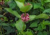 Asclepias syriaca