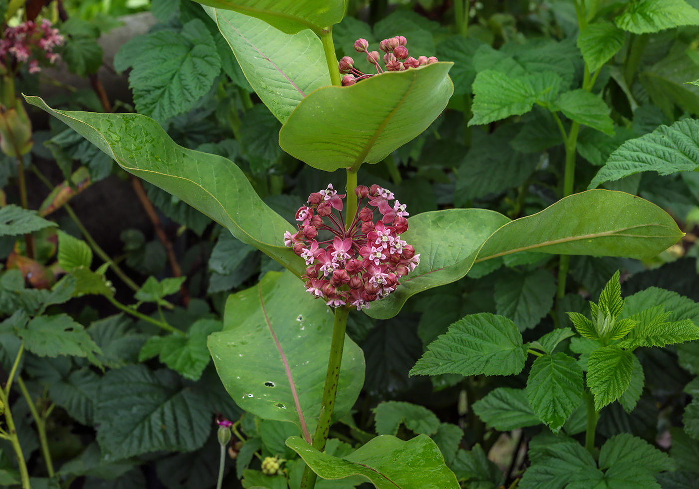 Изображение особи Asclepias syriaca.