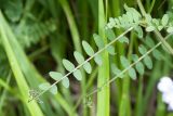 Vicia sylvatica. Листья. Ленинградская обл., Гатчинский р-н, окр. дер. Авколево, карьер \"Елизаветино\", суходольный разнотравно-вейниковый луг на склоне. 16.06.2019.