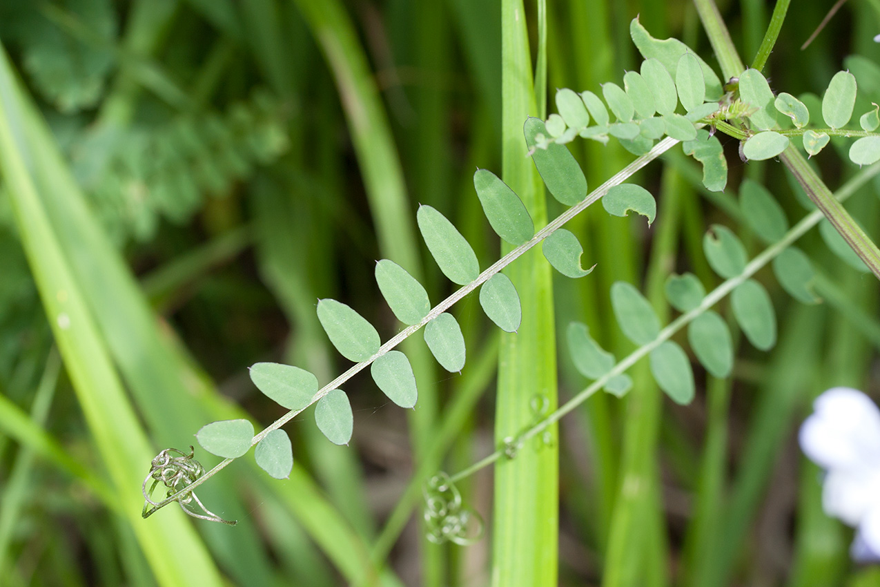 Image of Vicia sylvatica specimen.