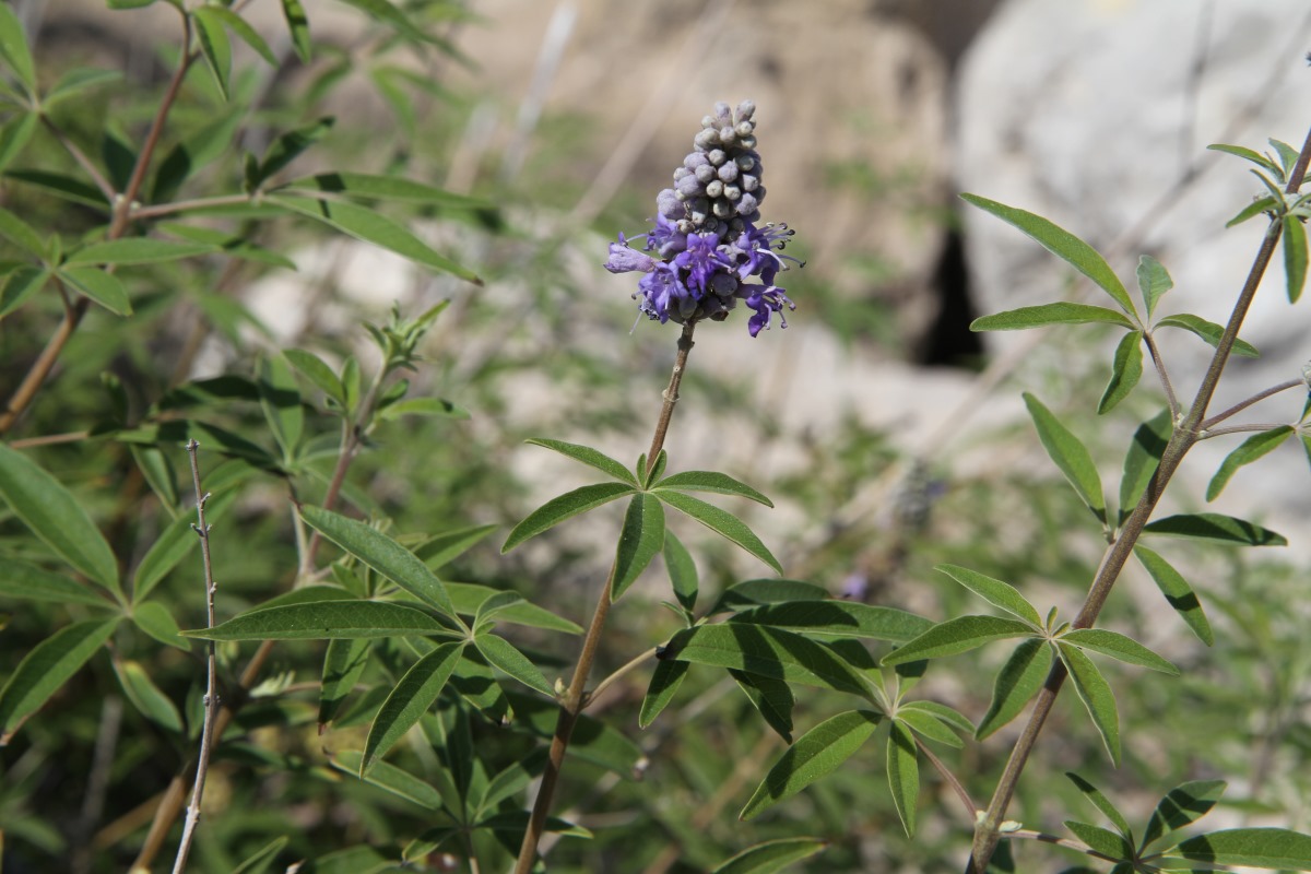 Изображение особи Vitex agnus-castus.