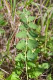 Pimpinella nigra. Лист. Ленинградская обл., Гатчинский р-н, окр. пос. Пудость, закустаренный разнотравный луг на месте заброшенного травертинового карьера. 29.06.2019.