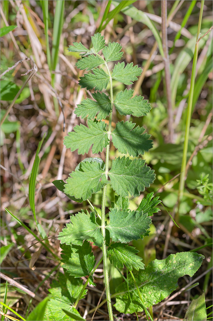 Изображение особи Pimpinella nigra.