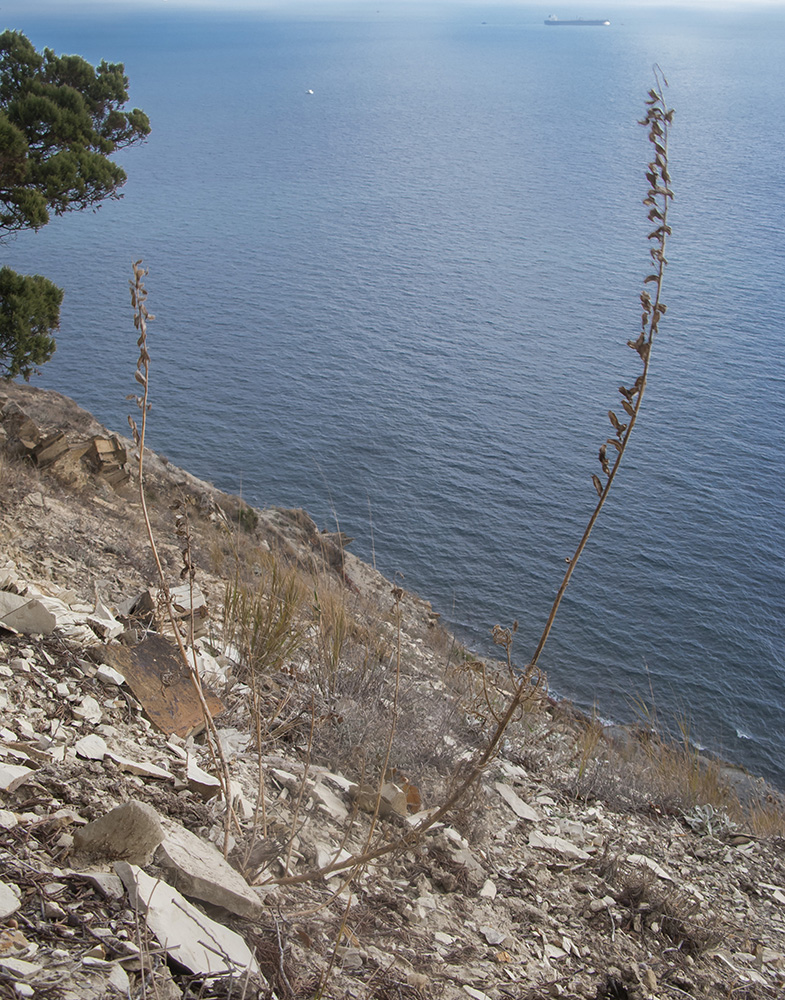 Image of Reseda lutea specimen.