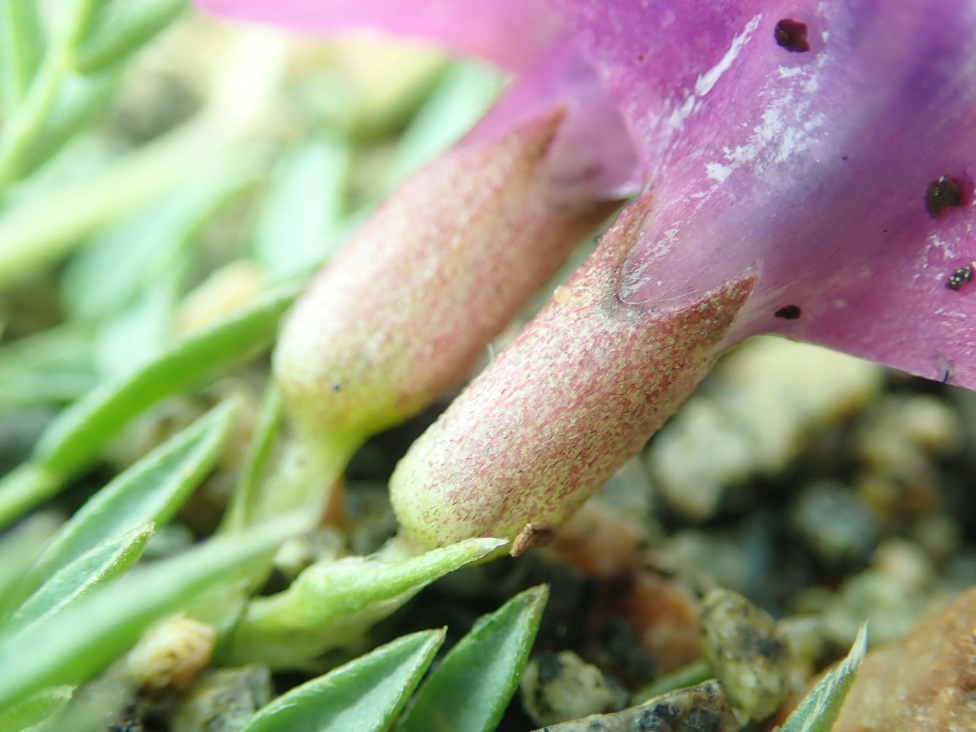 Image of Oxytropis diantha specimen.