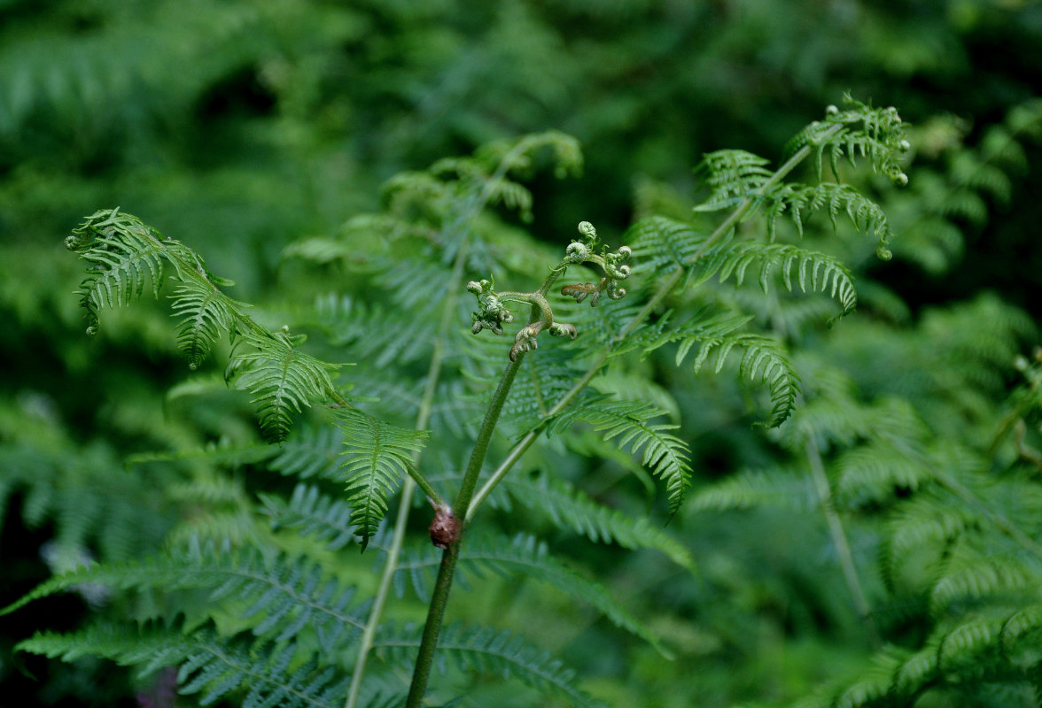 Изображение особи Pteridium aquilinum.