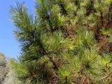 род Pinus. Ветви. Китай, Харбин, Хэйлунцзянский лесной ботанический сад, в культуре. 06.10.2019.