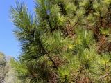 genus Pinus. Ветви. Китай, Харбин, Хэйлунцзянский лесной ботанический сад, в культуре. 06.10.2019.