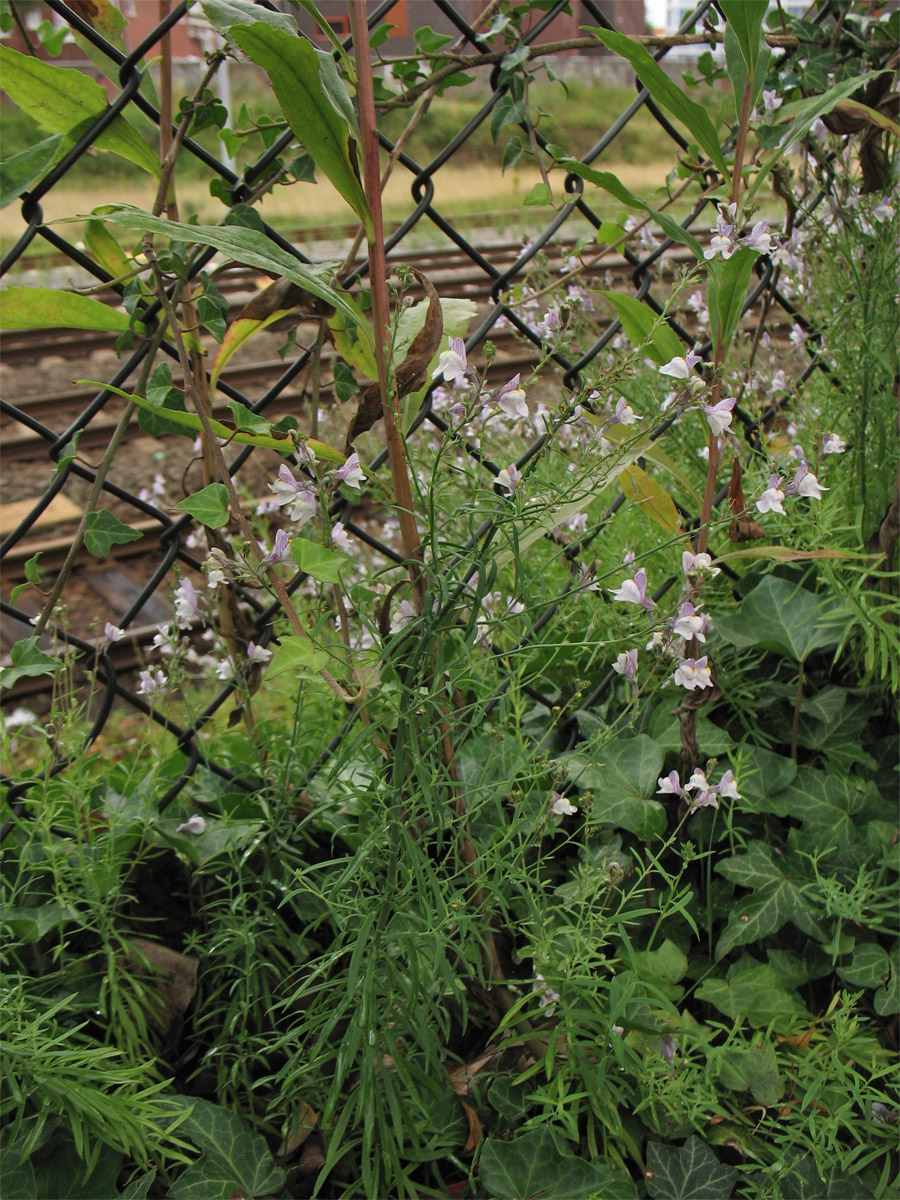 Изображение особи Linaria repens.