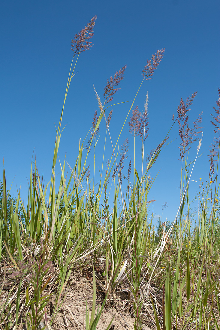 Изображение особи Calamagrostis epigeios.