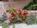 Euphorbia splendens. Цветущее растение. Израиль, г. Герцлия. 06.05.2018.