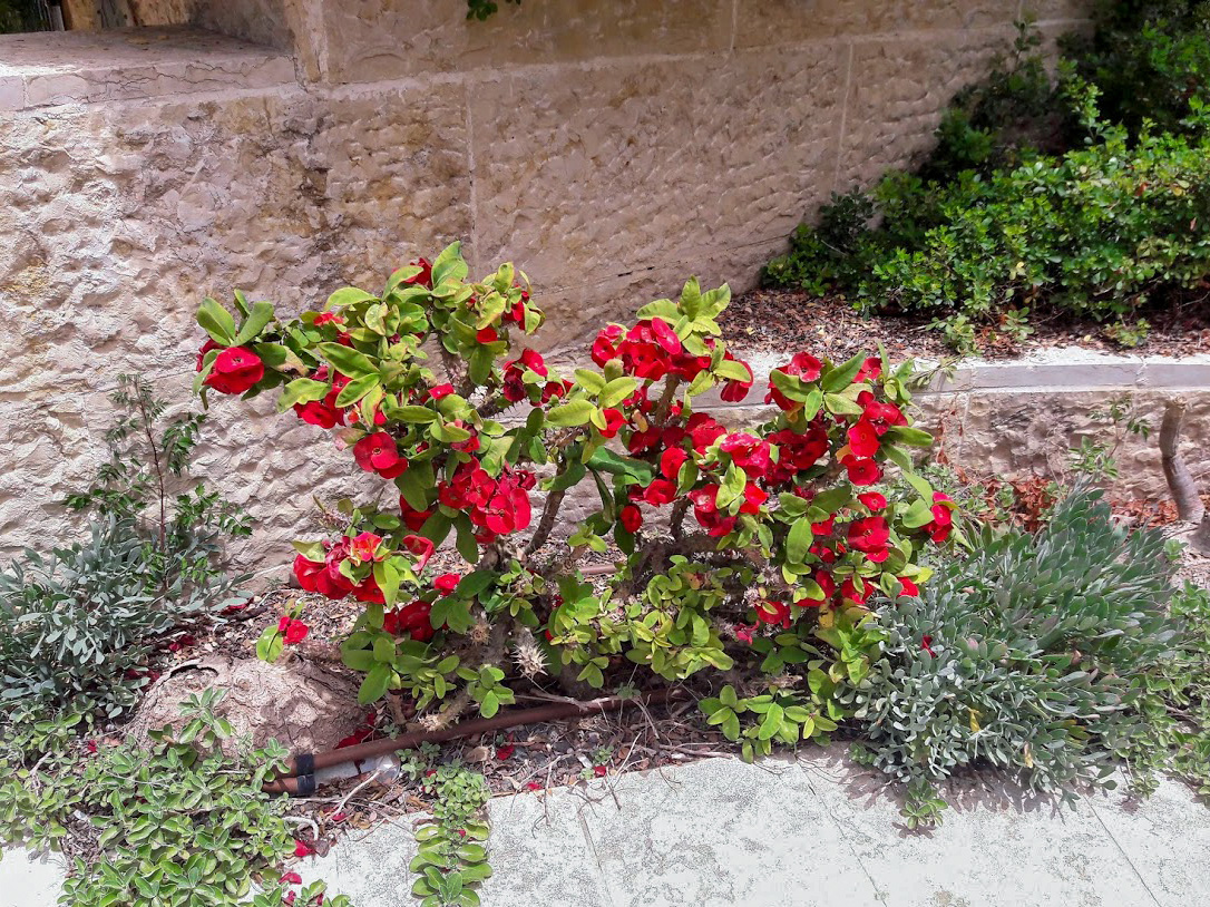 Image of Euphorbia splendens specimen.