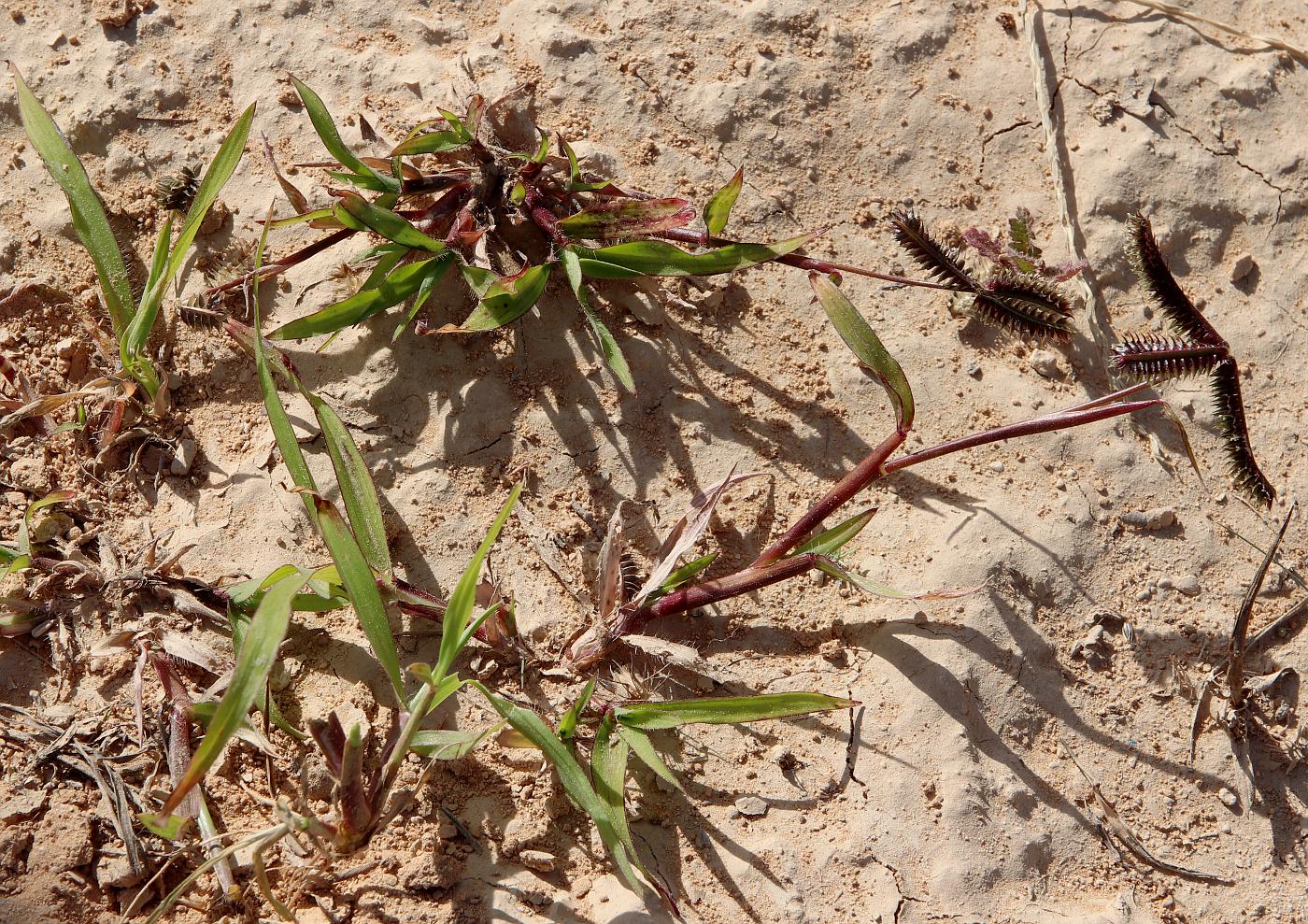 Изображение особи Dactyloctenium aegyptium.