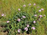 Sidalcea malviflora