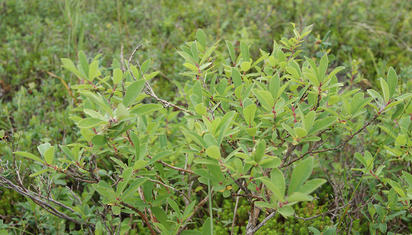 Image of Lonicera caerulea specimen.