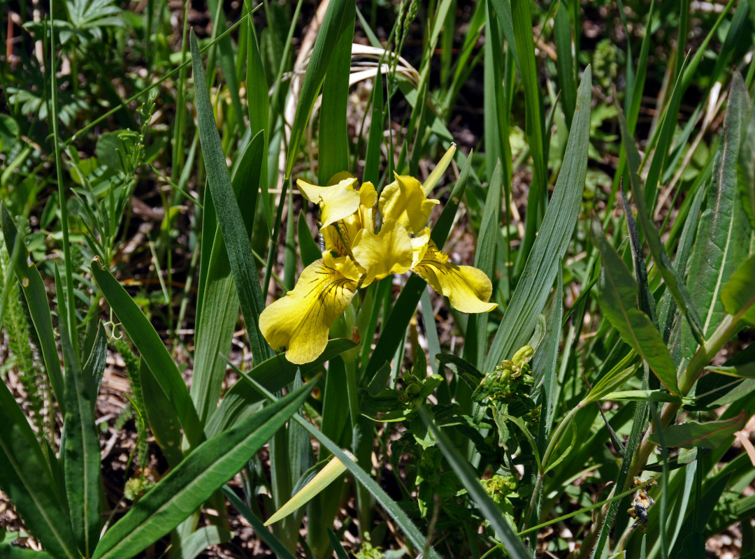 Image of Iris bloudowii specimen.