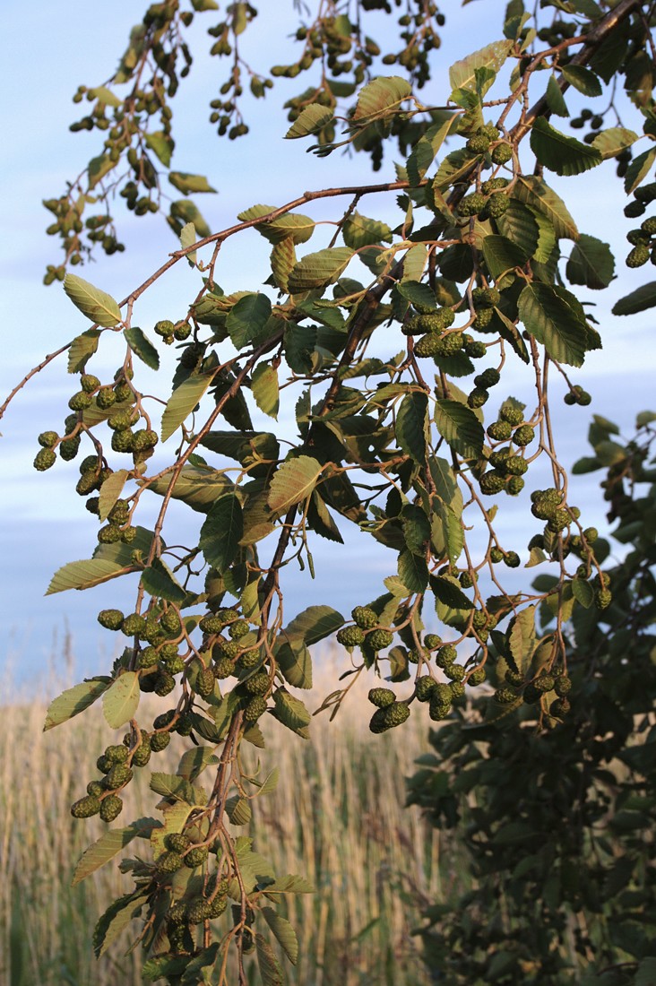 Image of Alnus incana specimen.