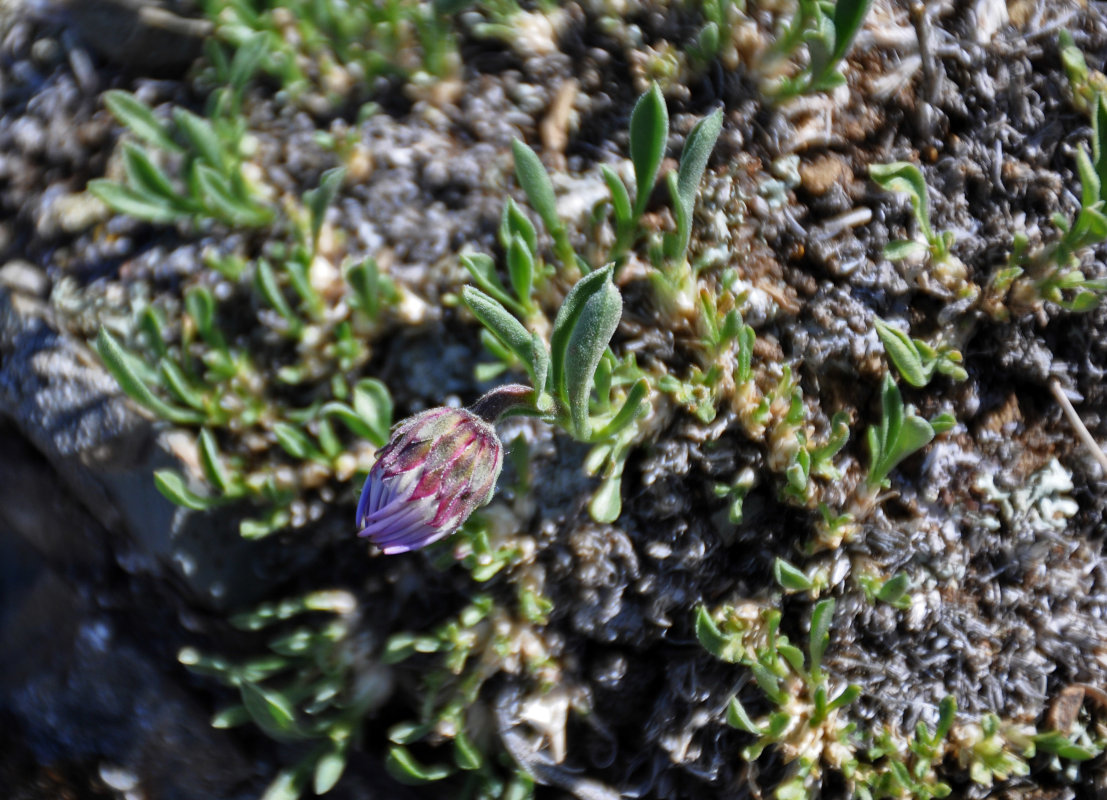 Изображение особи Rhinactinidia eremophila.