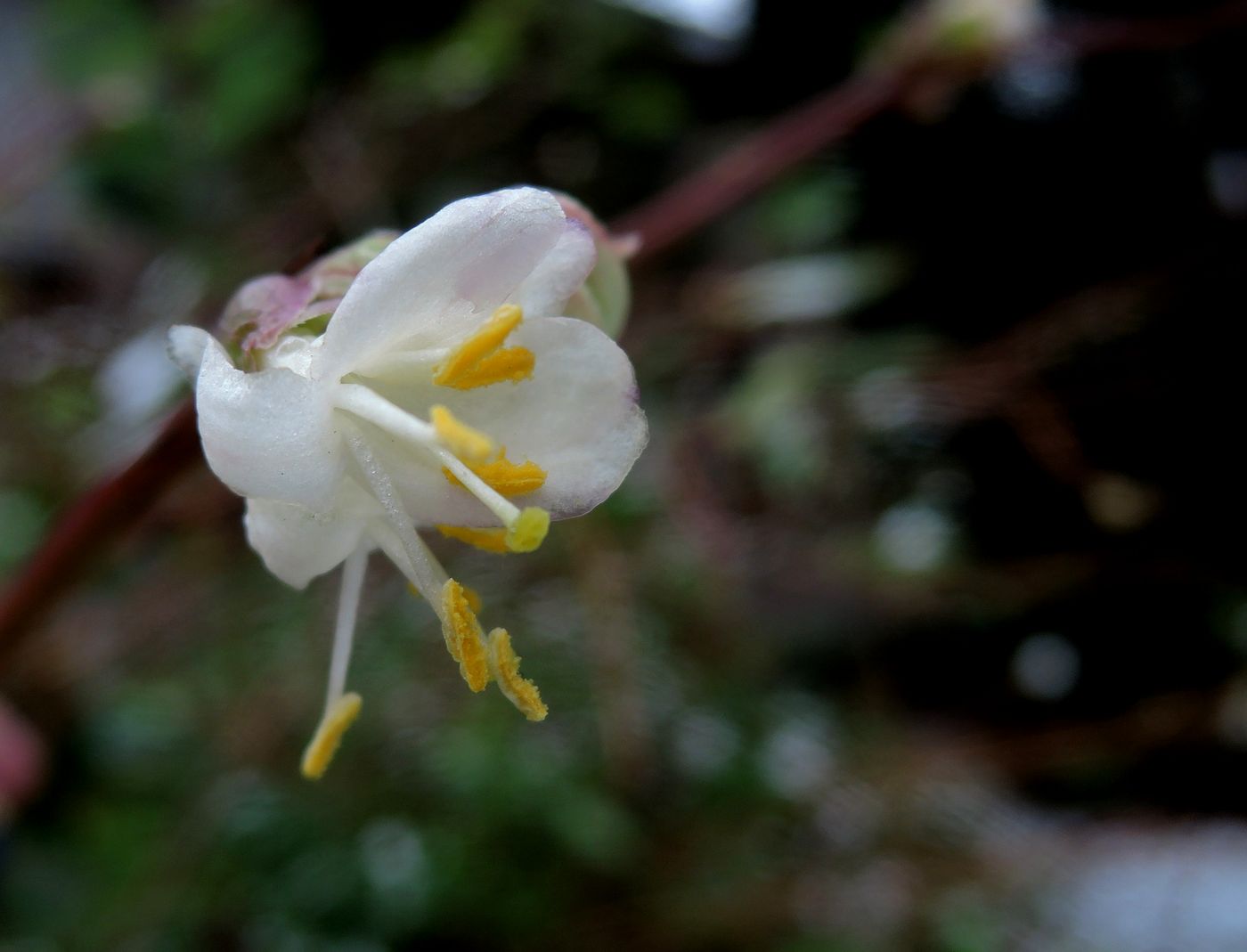 Image of Lonicera altaica specimen.