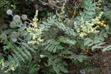 Rhus coriaria