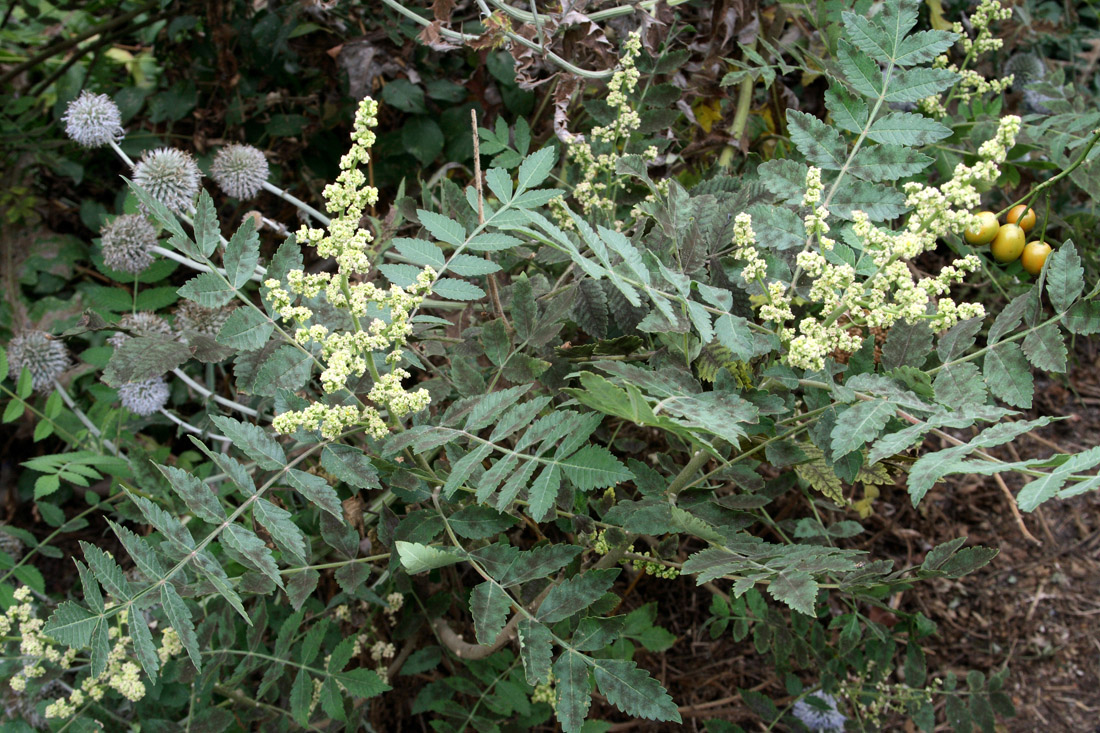 Изображение особи Rhus coriaria.