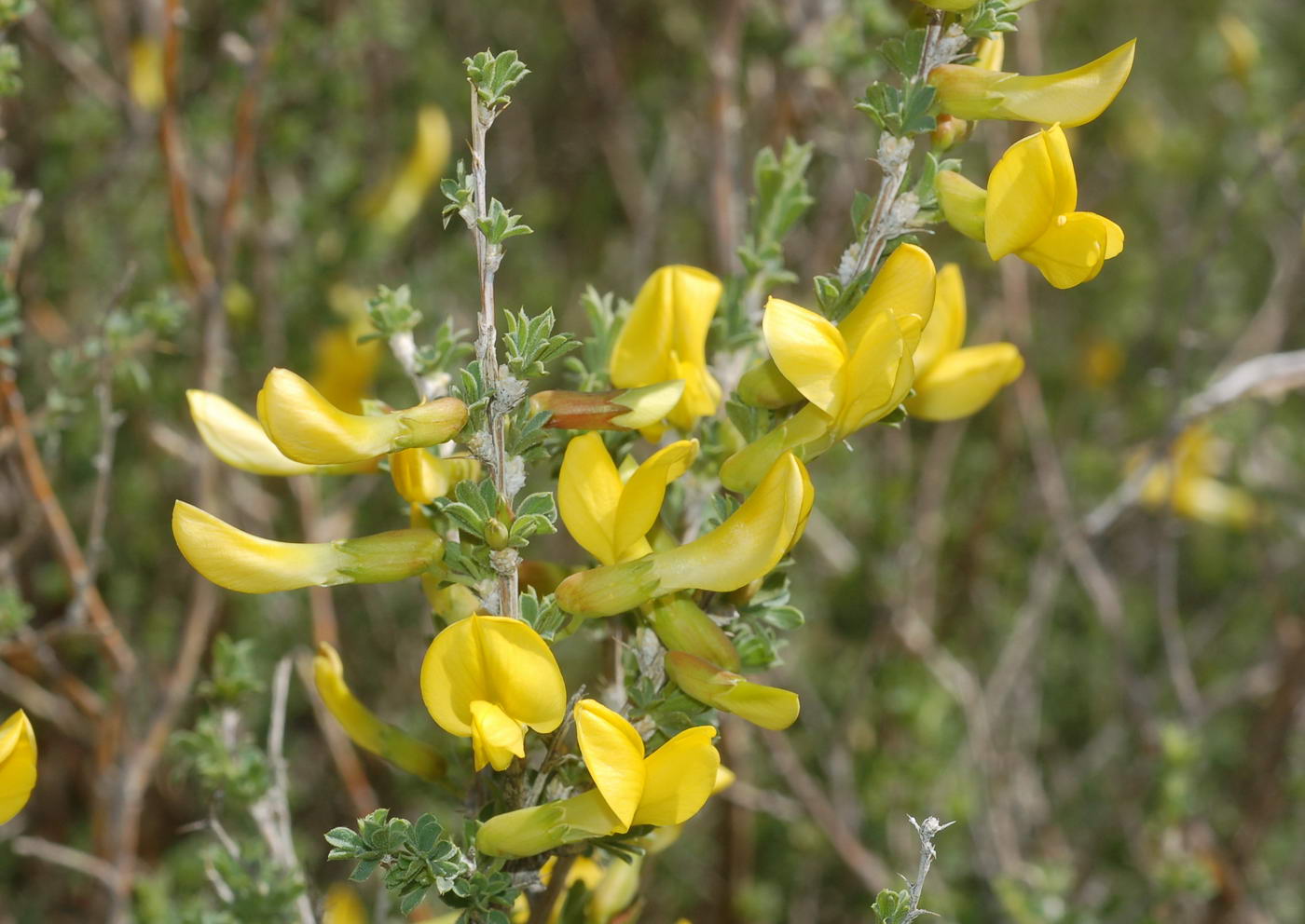 Image of Caragana balchaschensis specimen.