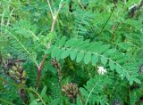 род Astragalus. Часть побега и соплодия. Приморский край, Владивостокский ГО, о. Рикорда, северо-восточный берег на границе с лесом. 03.08.2019.