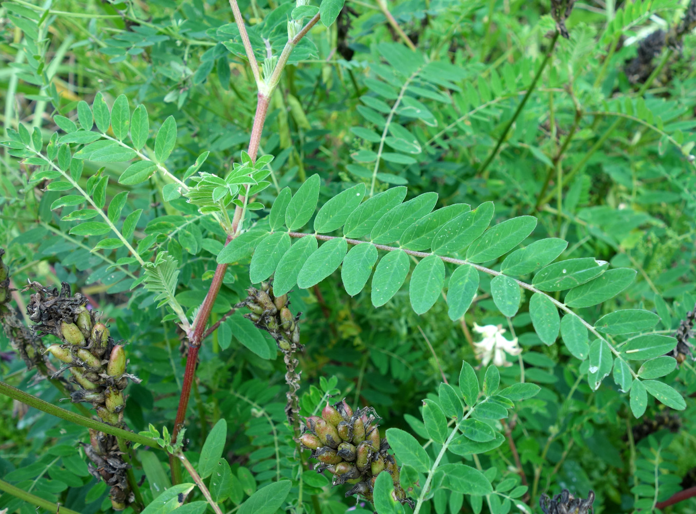 Изображение особи род Astragalus.