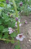 Verbascum phoeniceum