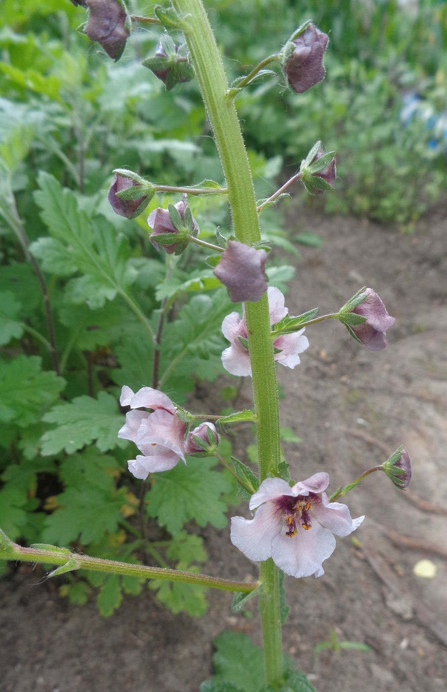 Image of Verbascum phoeniceum specimen.