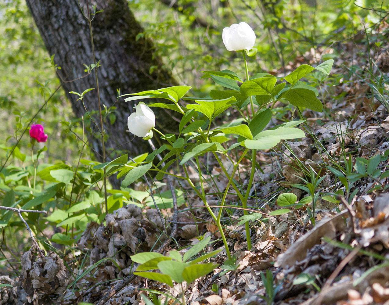 Image of Paeonia caucasica specimen.