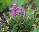 Pedicularis anthemifolia. Цветущее растение. Алтай, плоскогорье Укок, перевал Теплый ключ, ≈ 2900 м н.у.м. 23.07.2010.