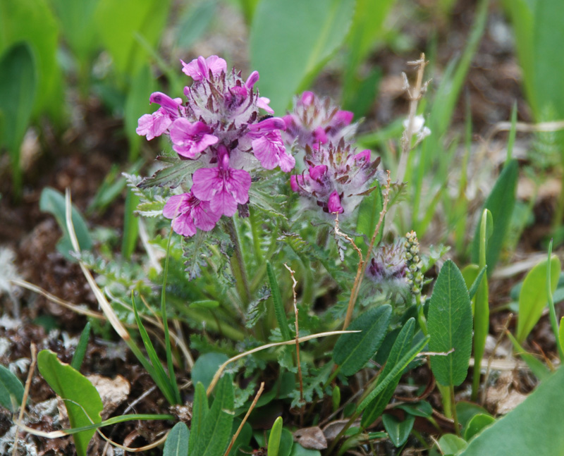 Image of Pedicularis anthemifolia specimen.