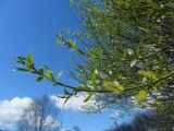 Salix fragilis variety sphaerica