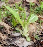 Cirsium heterophyllum