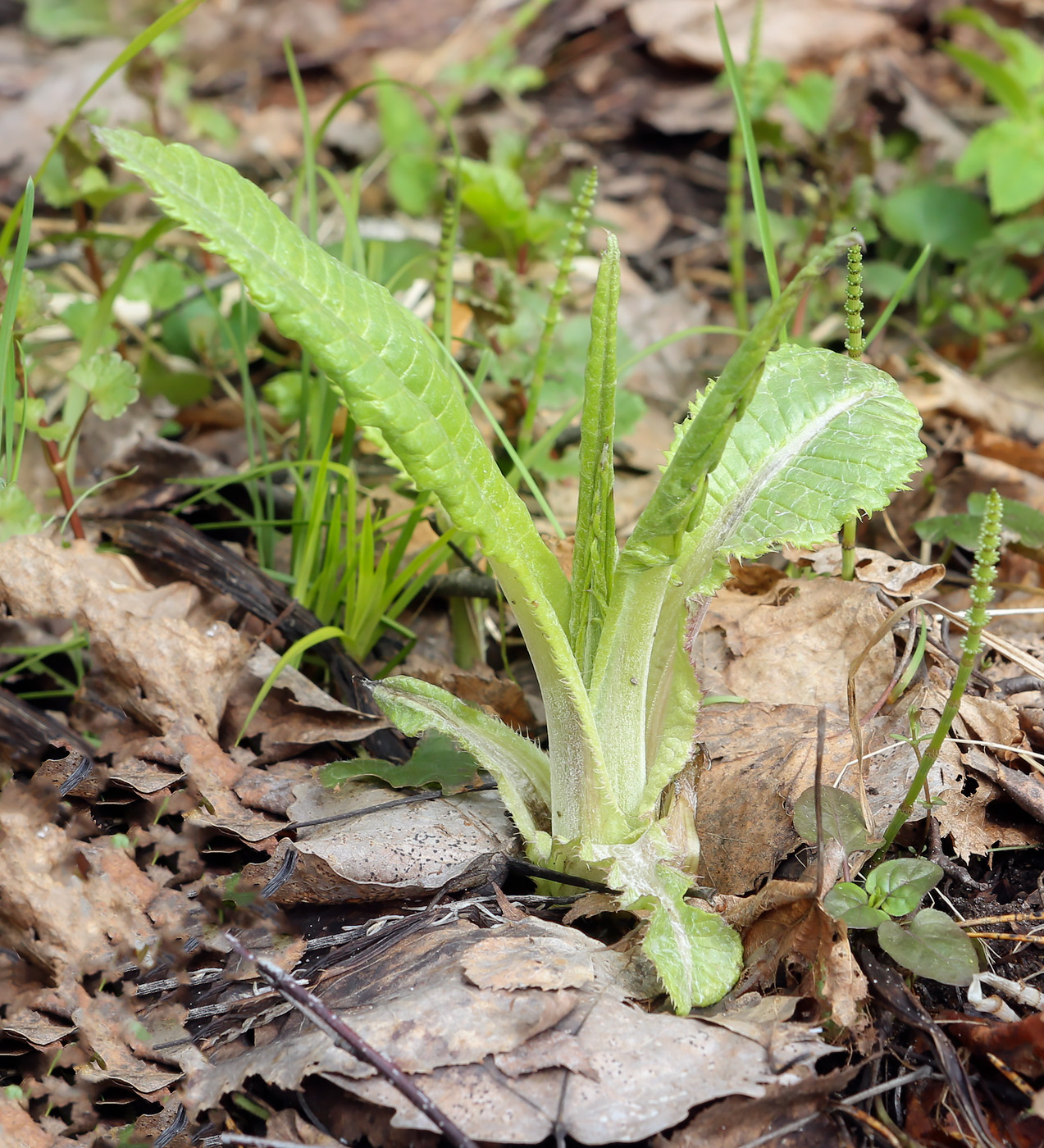 Изображение особи Cirsium heterophyllum.