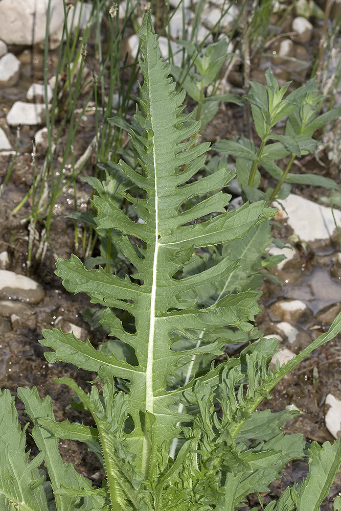 Image of Dipsacus laciniatus specimen.