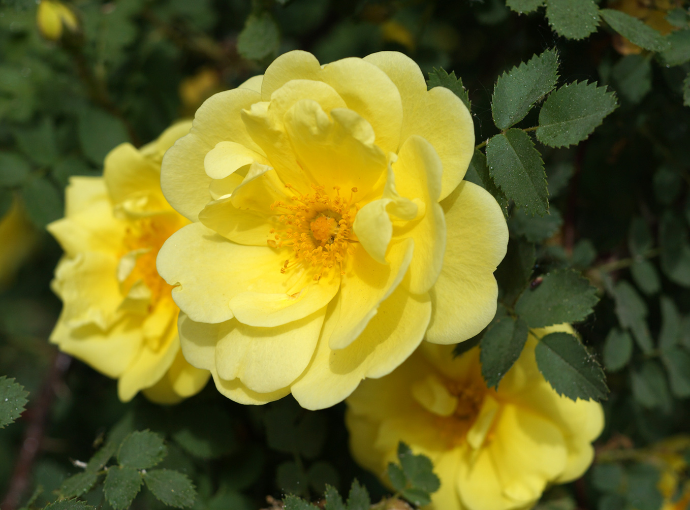 Image of Rosa foetida var. persiana specimen.