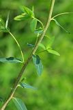 Euphorbia lucida. Средняя часть веточки. Приморский край, г. Владивосток, окр. ж.-д. пл. Весенняя, склон насыпи железнодорожного полотна. 05.06.2020.