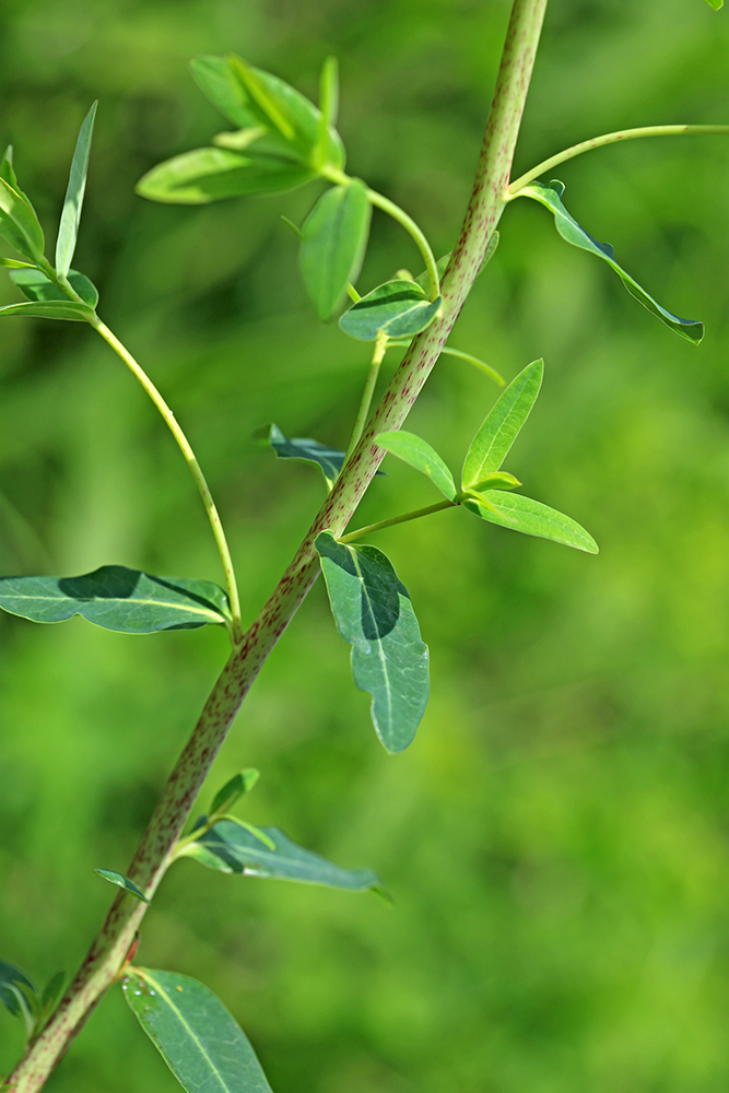 Изображение особи Euphorbia lucida.