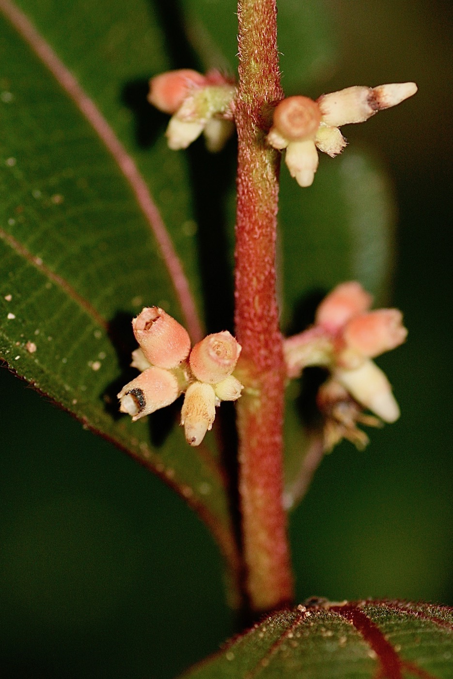 Image of Miconia nervosa specimen.